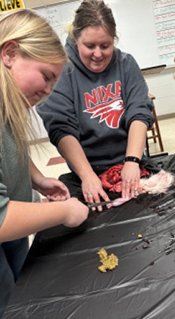 Agricultural educator working on disection with student